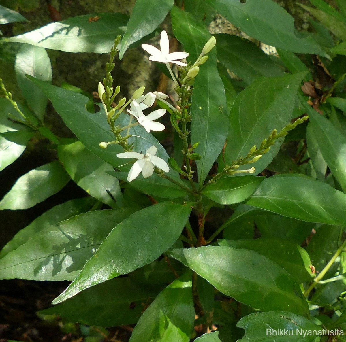 Pseuderanthemum latifolium (Vahl) B.Hansen